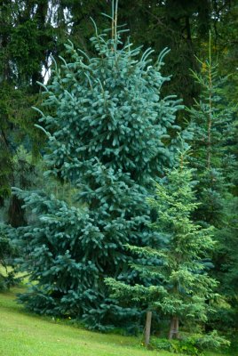 Picea engelmannii - smrk Engelmannův (112) - celek